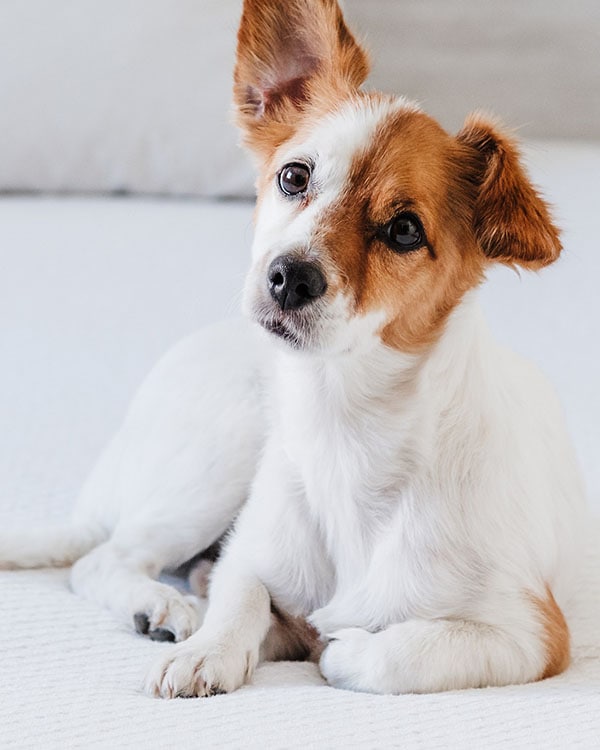 Small dog with floppy ears looking alert